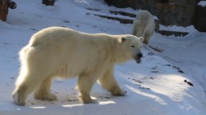 Белка и Стрелка после завтрака 05.02.2026