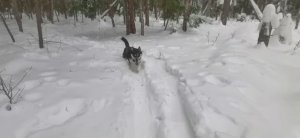 Встреча с кабанами в лесу! Охотничьи лыжи, собака Машка .