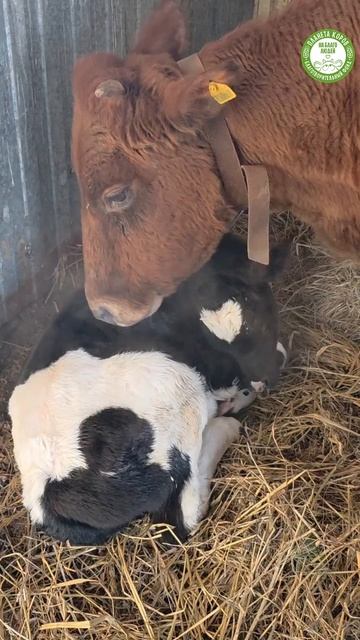 Корова — это  мама, она в любом возрасте, отдаёт свою любовь, даже когда сил уже не так много