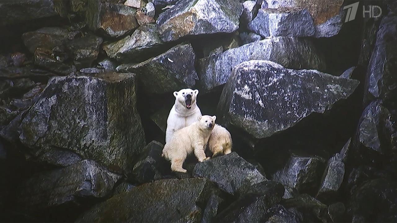 В Москве до 6 марта будет работать фестиваль уникальных фотографий "Первозданная Россия". смотреть онлайн