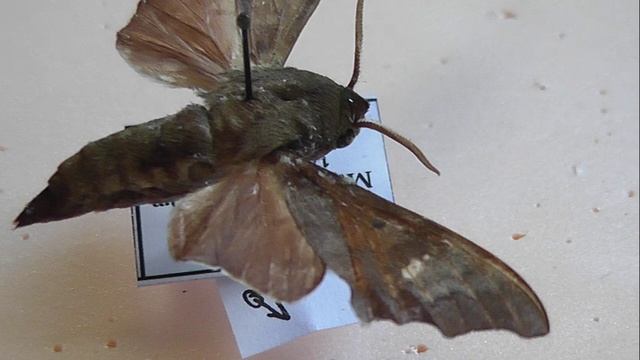 БРАЖНИКИ: 680. Cypa latericia