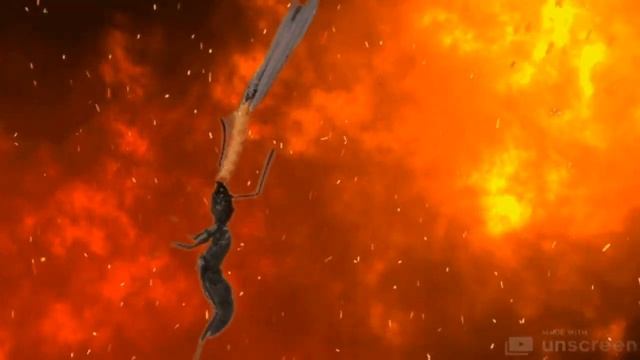 Проект две матки. Муравьи Неопонера виллоса.