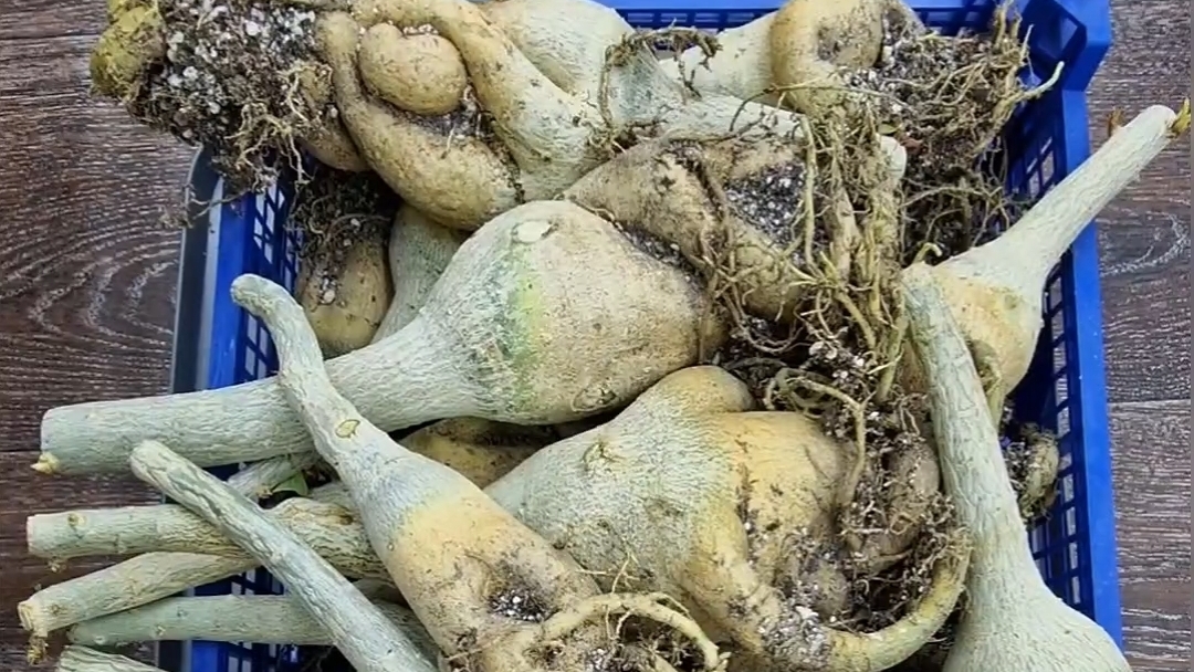 Удобный способ хранения подвоя адениумов. смотреть онлайн