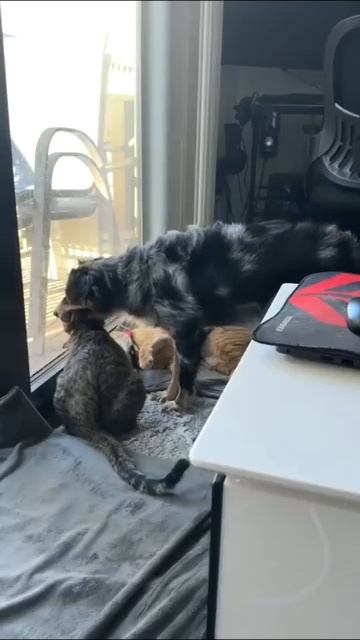 Милые наши питомцы