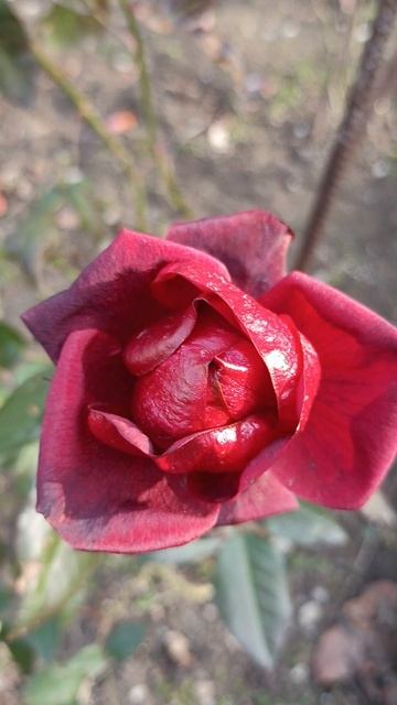 06 февраля 2026 года в Рустави (Грузия)