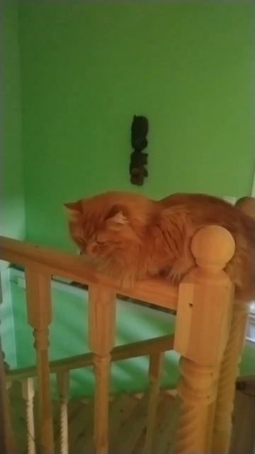 Усатый акробат 🐱