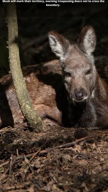 YouCut_20260206_122347406.mp4