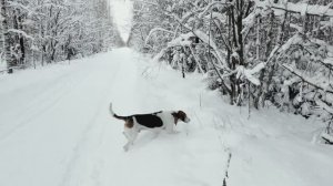 Охота с Русским пегим.  01.01.2026 год.