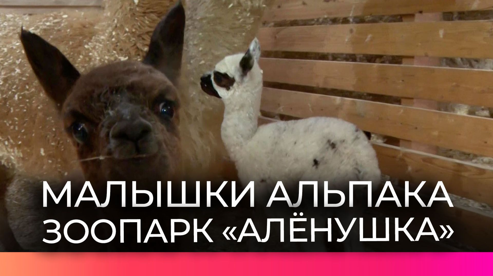 В окуловском зоопарке «Алёнушка» выбирают имена для новорожденных малышек альпака смотреть онлайн