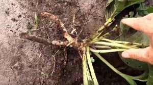 Опыт выращивания катрана