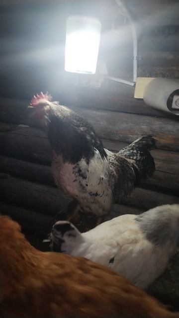 Петька хозяин