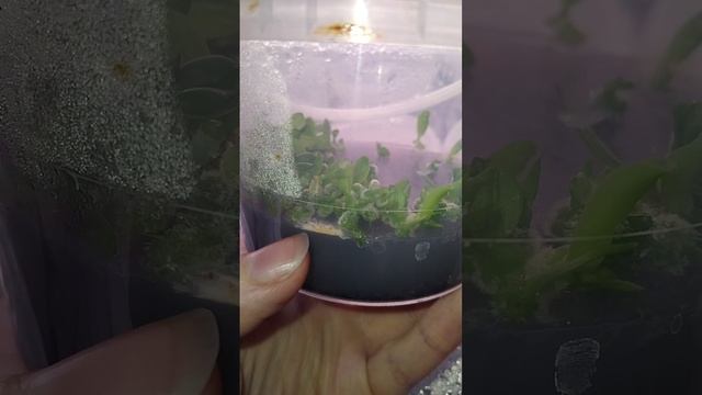 перепады температуры и фласки с орхидеями смотреть онлайн