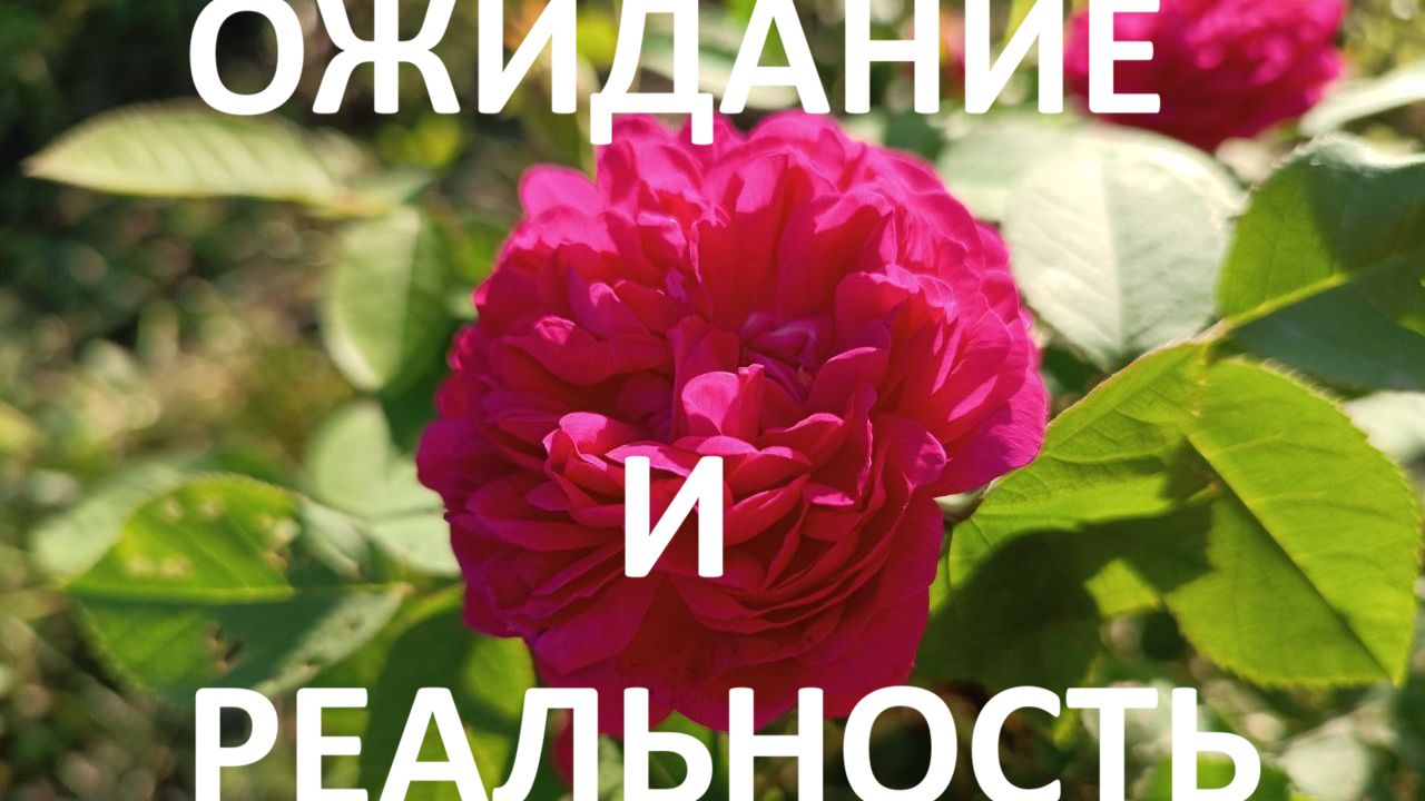 Розы и многолетники// ожидание и реальность// обзор посадочного материала из магазинов. смотреть онлайн