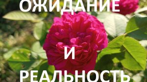 Розы и многолетники// ожидание и реальность// обзор посадочного материала из магазинов.