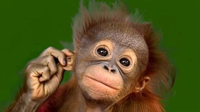 Что то чешется в ушах. Не получка ли на днях_encoded