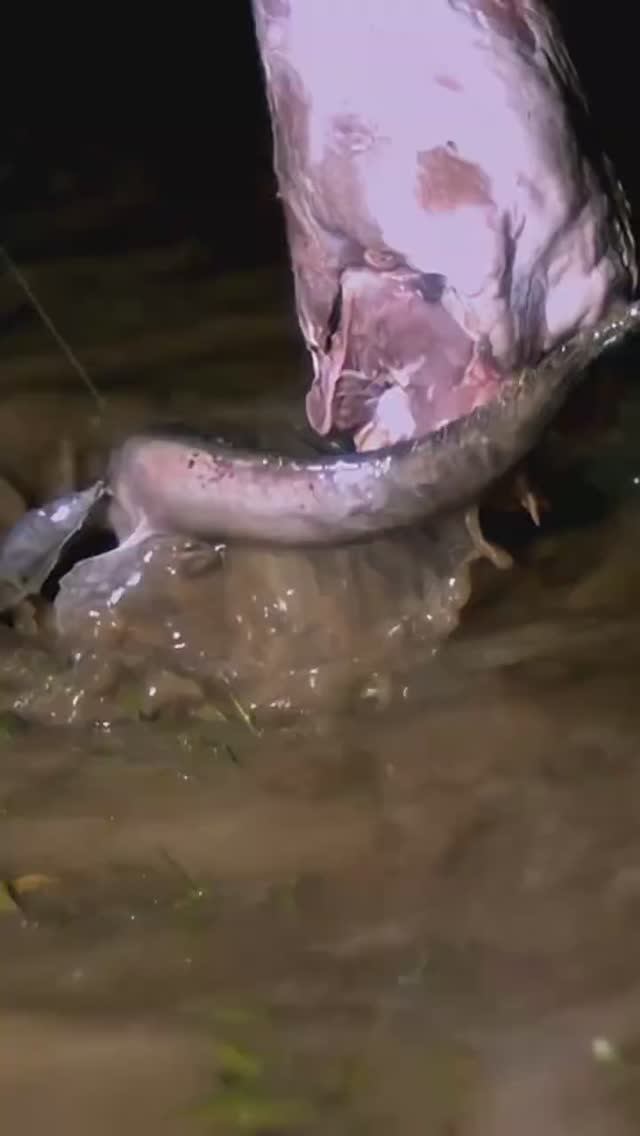 Невероятные кадры атаки ската в замедленнои съемке! 