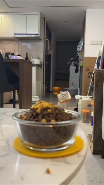 Смешные коты #108-4