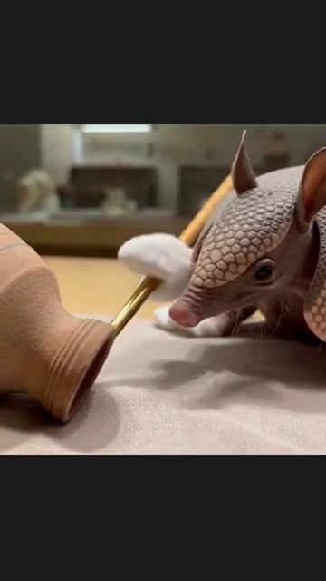 #мирвидео #животные #фотографиия #дикиеживотные #животныемира #приключения #природа