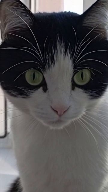 #Кот Марсель 😹