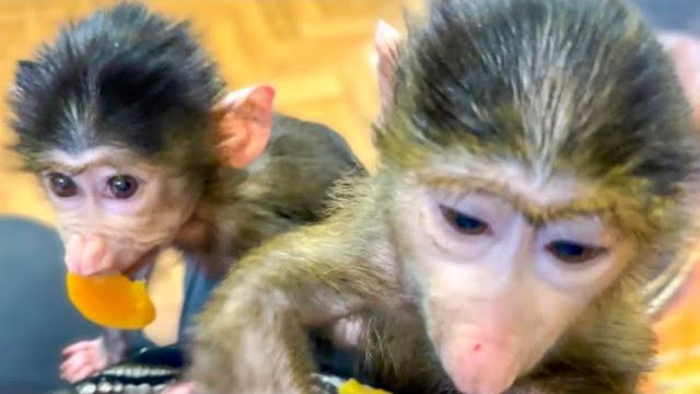 Степа с Мане проветривают свои О’пы и кому не нравится что малыши все время кушают