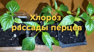 Про жёлтые листья на расссаде,чудо-корни и вонючий случай.