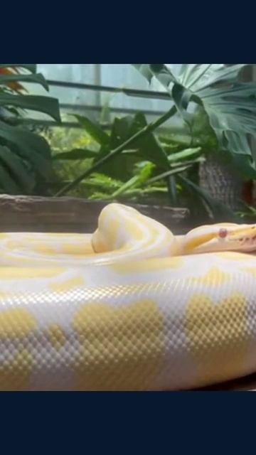 #змеи #дикиеживотные #природа #животные #животныевприроде #дикиеядовитые #экосистема