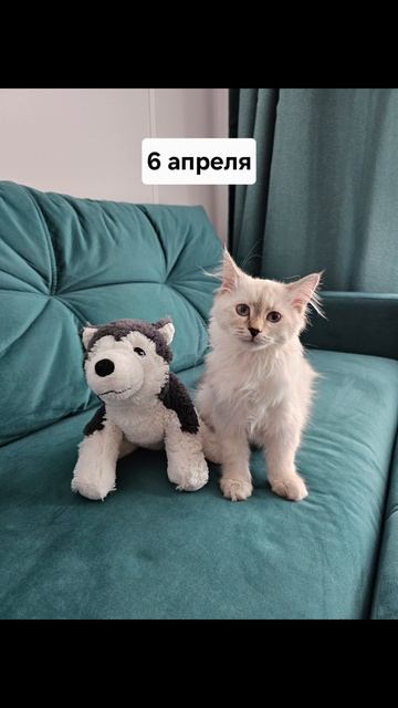 Снежка растет