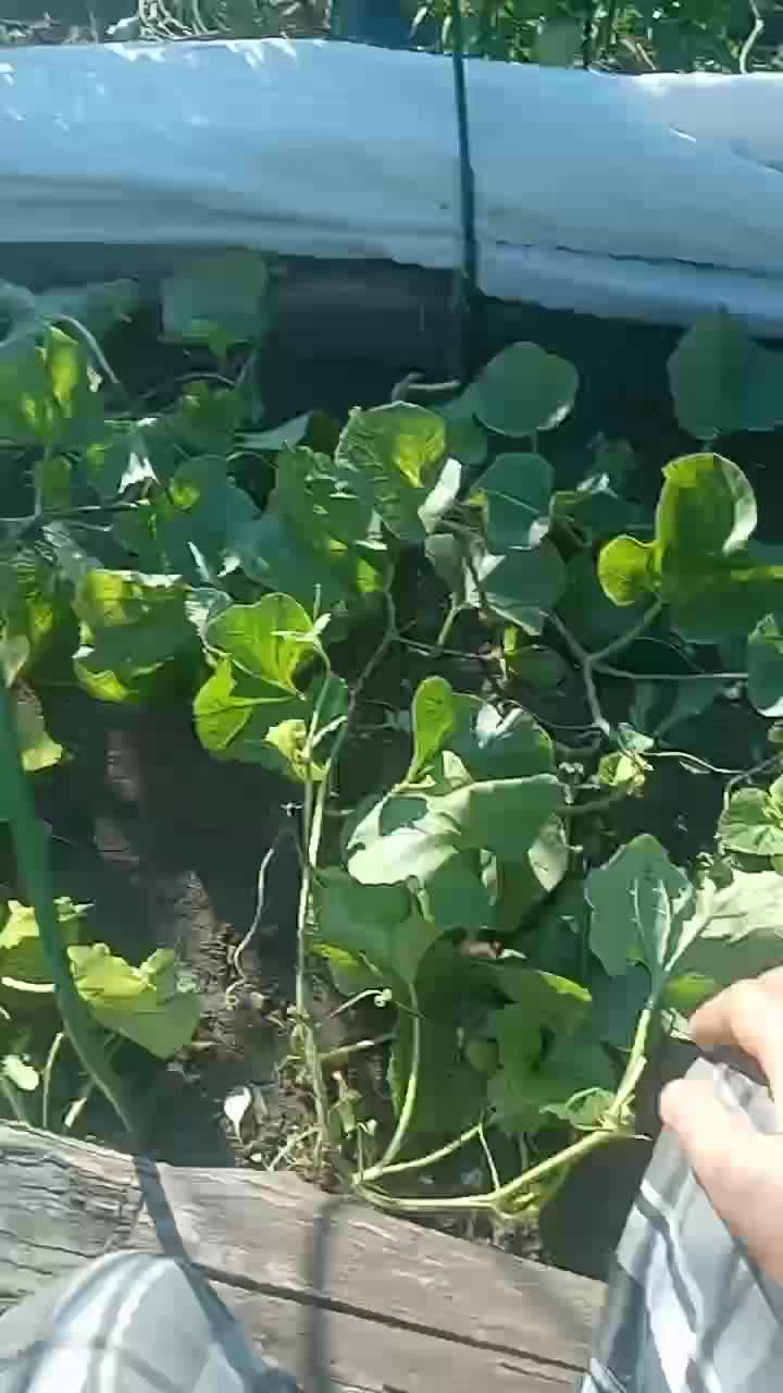 Всем привет вот такая ситуация на 31 августа с нашими дыньками и арбузиками под термоукрывным мат…