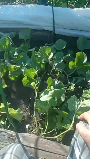 Всем привет вот такая ситуация на 31 августа с нашими дыньками и арбузиками под термоукрывным мат...