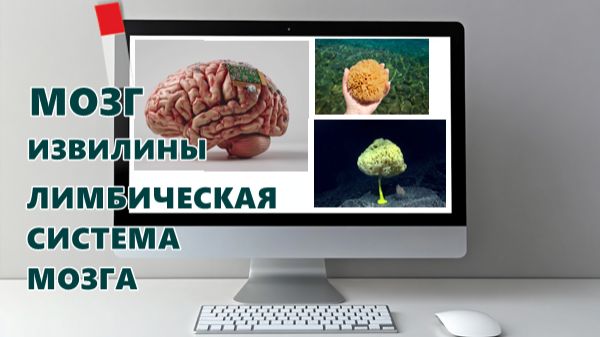 64 #МОЗГ #ИЗВИЛИНЫ #ПОЛУШАРИЯ #ЛИМБИЧЕСКАЯ #СИСТЕМА #РЕГРЕССИВНЫЙ #ГИПНОЗ #ИССЛЕДОВАНИЕ 64 #МОЗГ #ИЗВИЛИНЫ #ПОЛУШАРИЯ #ЛИМБИЧЕСКАЯ #СИСТЕМА #РЕГРЕССИВНЫЙ #ГИПНОЗ #ИССЛЕДОВАНИЕ