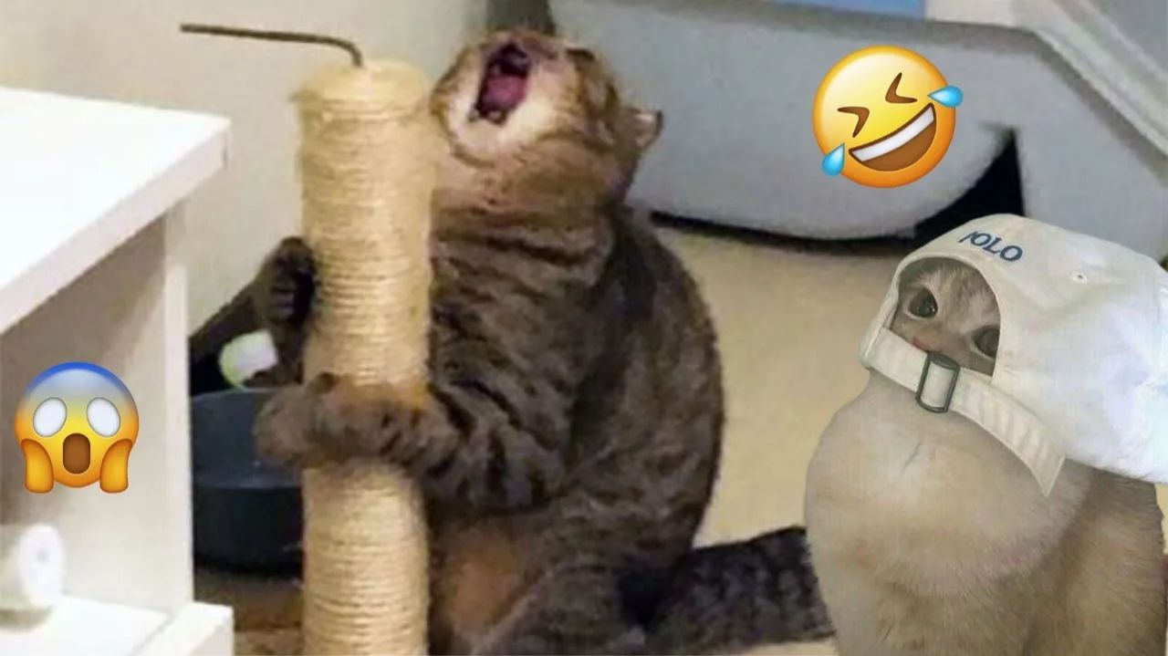 Смешные и забавные животные 😻😺 Лучшие приколы с животными 🐶 Подборка приколов с животными смотреть онлайн