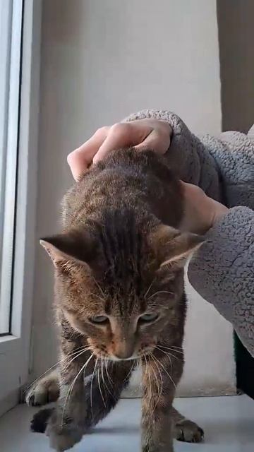 Волгоград. КОШКУ отбили от собак. Девушка занесла в подъезд. Кошке становится хуже на глазах.