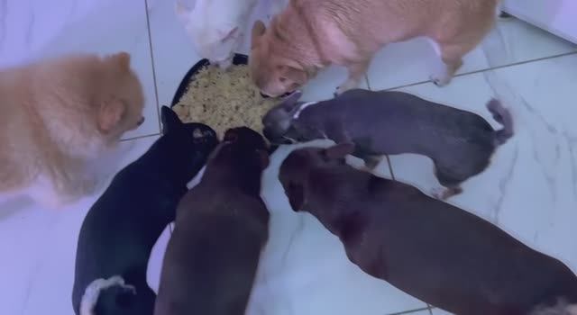 Нагулялись, наигрались пришло время и подкрепиться.