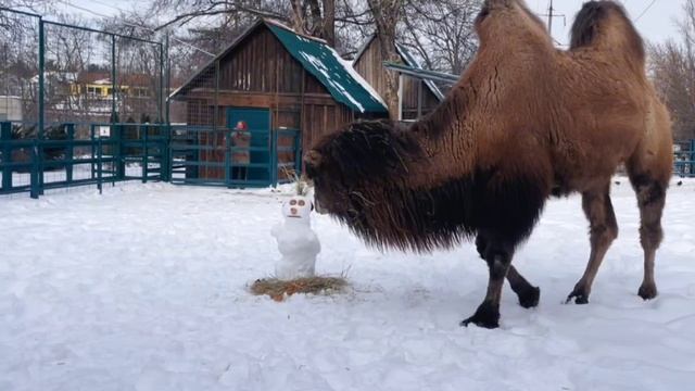 ❄️ Верблюду киперы тоже подарили ☃️ снеговика!