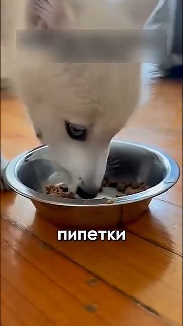 СЕРДЕЧНОСТЬ….спасение волчонка….ТРОГАТЕЛЬНО )))  #спасениекутенка #спасливолка #сердечность