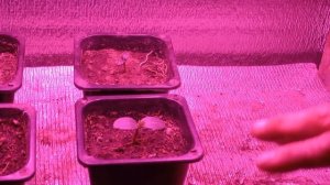 СЕМЕНА ТОЖЕ БЫВАЮТ С БРАКОМ