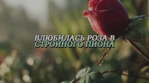 ВЛЮБИЛАСЬ РОЗА В СТРОЙНОГО ПИОНА