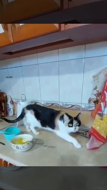 MOV_20260206_203343_391.mp4