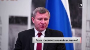Вдоль Ленинского проспекта спилили здоровые, а не аварийные деревья: кто за это будет отвечать?