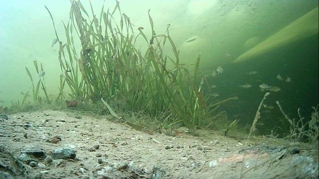 1000008745.mp4Волга гл.2м.06.02.2026г.