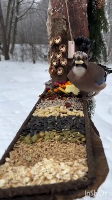 Жизнь в лесу ✨⚜️✴️🌟