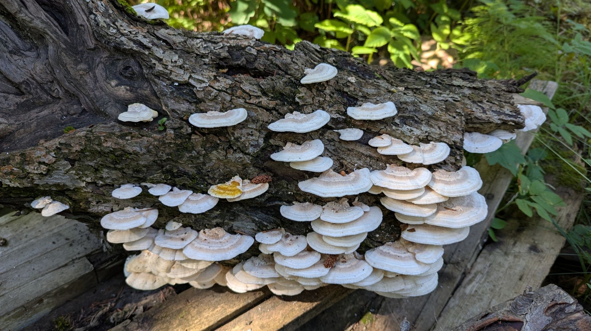 Траметес пушистый (Trametes pubescens). Как выглядит гриб на месте произрастания. Траметес пушистый (Trametes pubescens). Как выглядит гриб на месте произрастания.