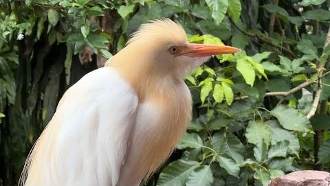 Парк птиц и обезьян. Куала Лумпур, Малайзия