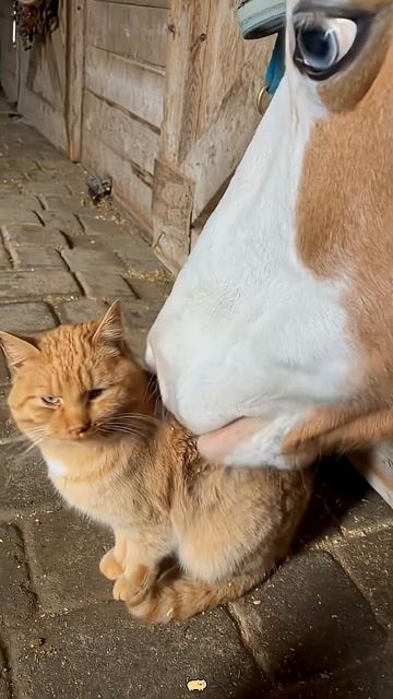 POV_ Your horse is obsessed with cats🤍#HorseAndCat #AnimalBond #WholesomeAnimal смотреть онлайн