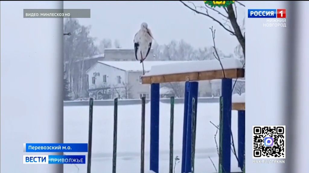 Перевозский аист, оставшийся на вторую зимовку, стойко перенес морозы смотреть онлайн