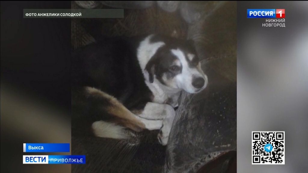 Двух застреленных собак нашли в Выксе местные жители смотреть онлайн