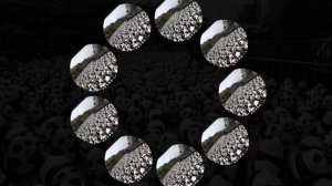 Панда (моё первое видео)