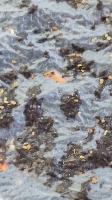 Сею цветы✅
Зазываю весну😉✅
06.02.2026год