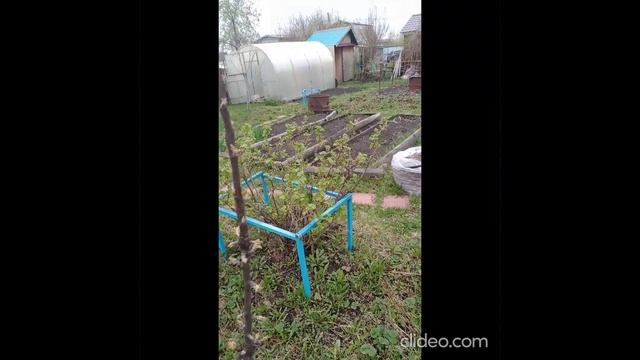 зацветает сад