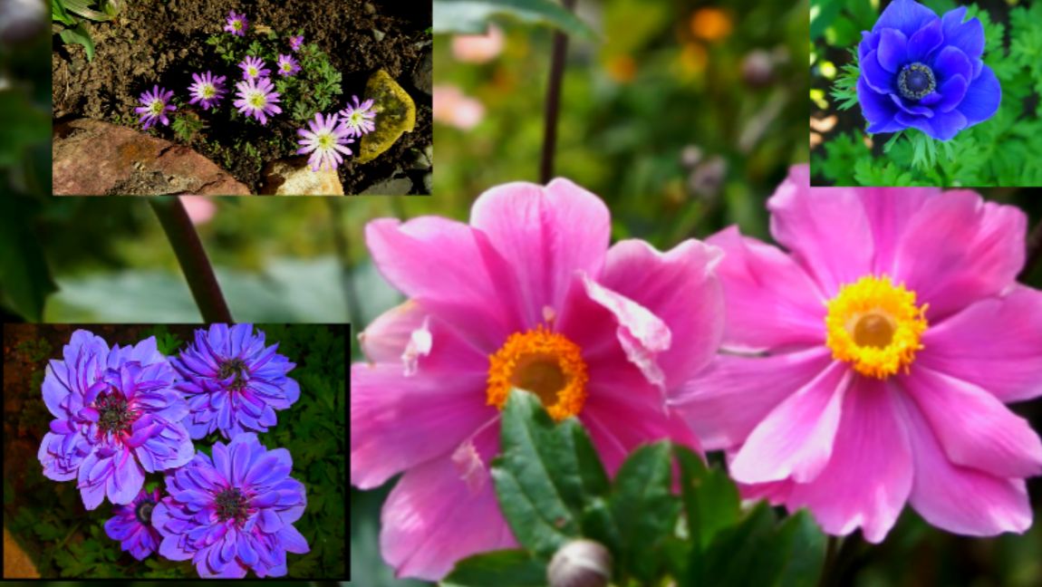 Анемоны в саду: сорта от самых ранних до самых поздних смотреть онлайн